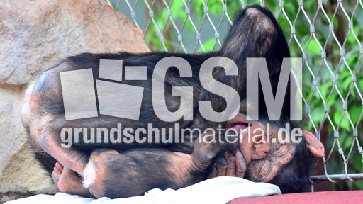 Schimpanse_1 (8).jpg